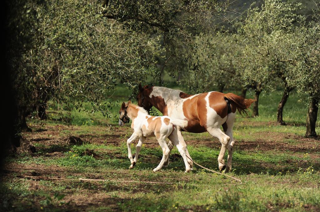 Agriturismo Frantoio Mafrica Limbadi Kültér fotó
