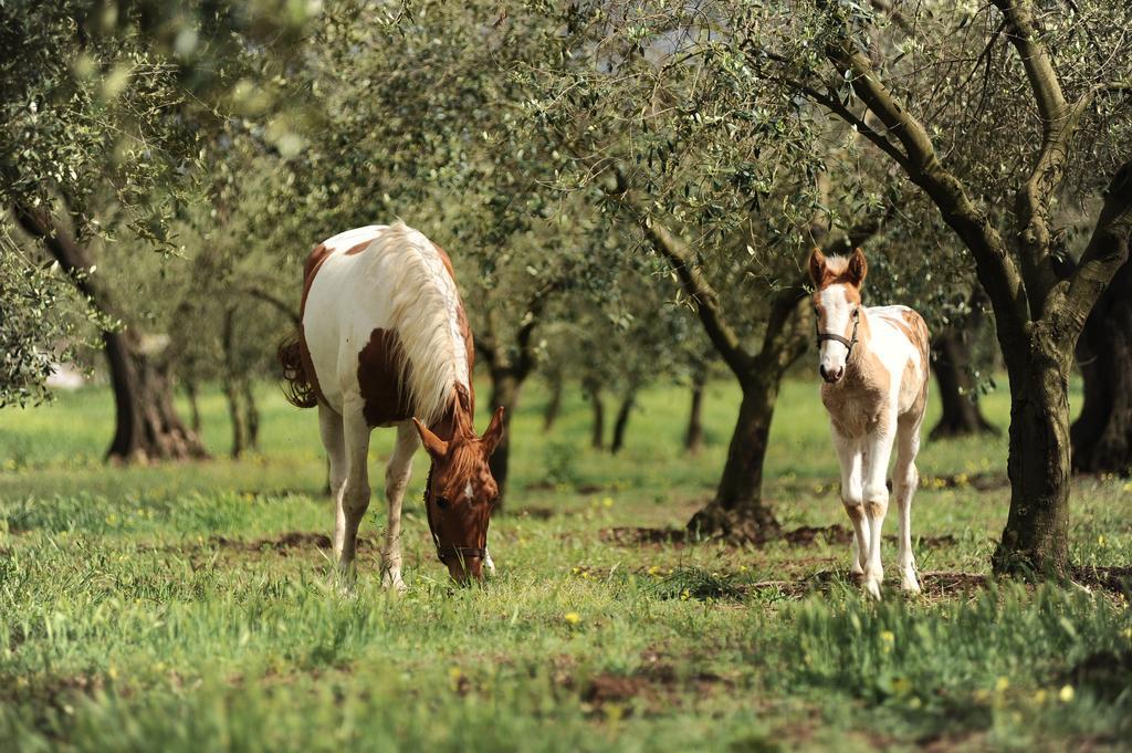 Agriturismo Frantoio Mafrica Limbadi Kültér fotó