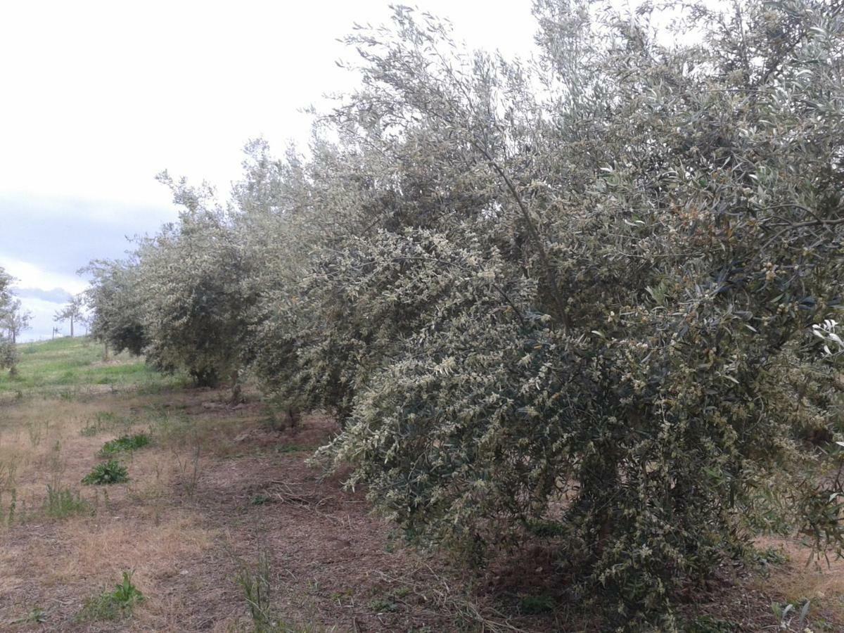 Agriturismo Frantoio Mafrica Limbadi Kültér fotó